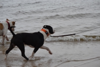 1DSC_1265
