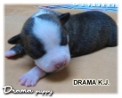 Drama Katcha´s Jacket