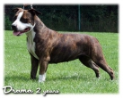 Drama Katcha´s Jacket