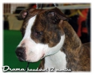 Drama Katcha´s Jacket