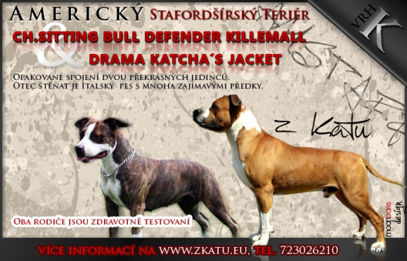 Štenátka Amerického Stafordšírského teriéra